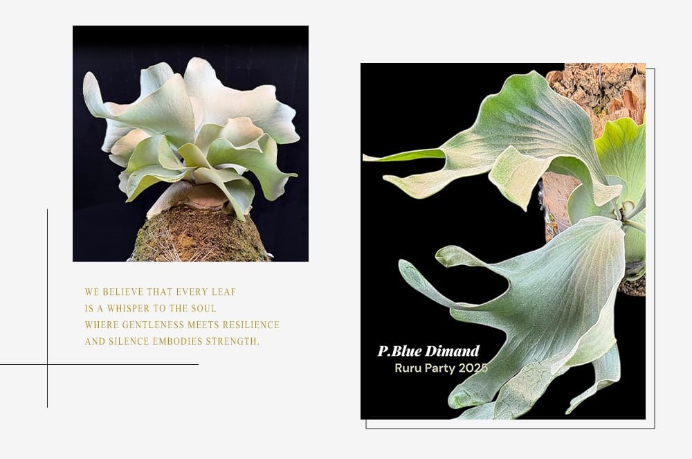 關於我們 - 鹿鹿派對｜蕨藝空間